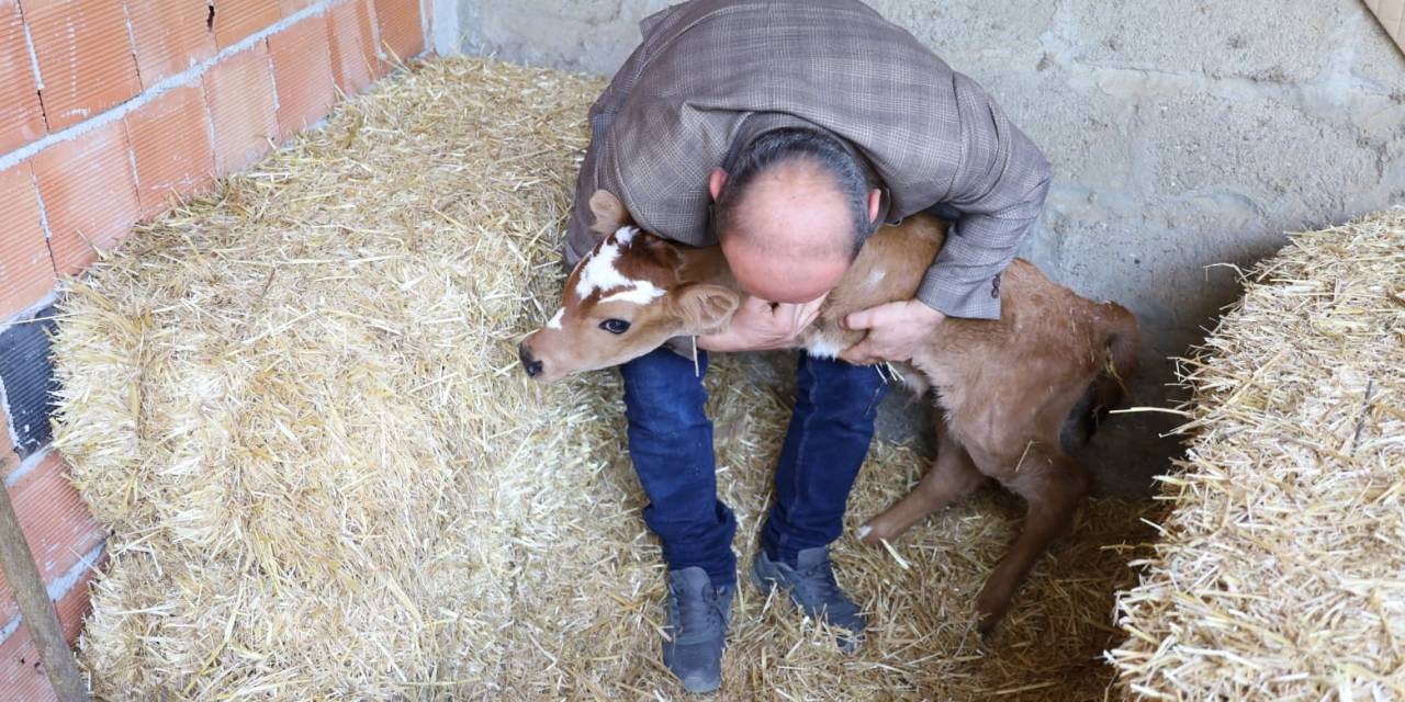Buzağı, Ön Ayakları Olmadan Doğdu