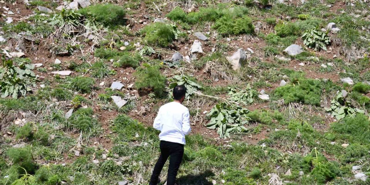 Kar, Yeşeren Bitkileri Vurdu