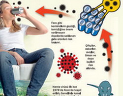 DİKKAT! Hanta virüsü İstanbul’da