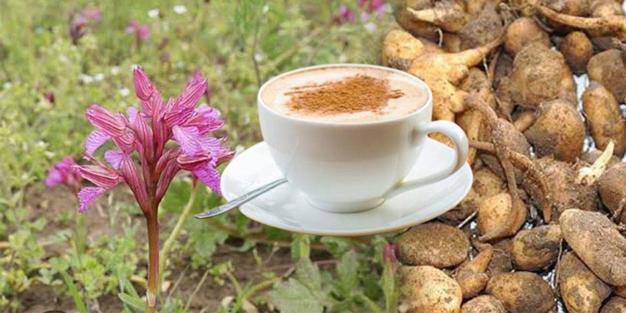 Rize’de Salep Yetiştiriciliği İçin İlk Adım Atıldı