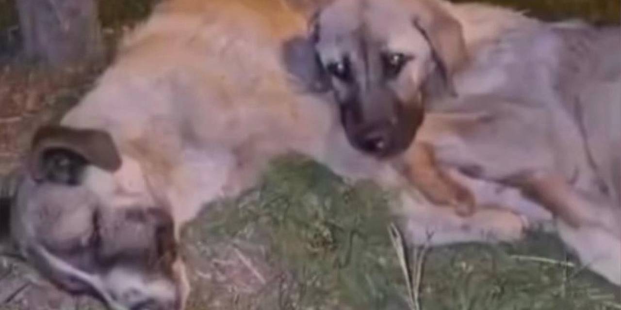 Annesi Ölen Yavru Köpek Sahipsiz Kalmadı