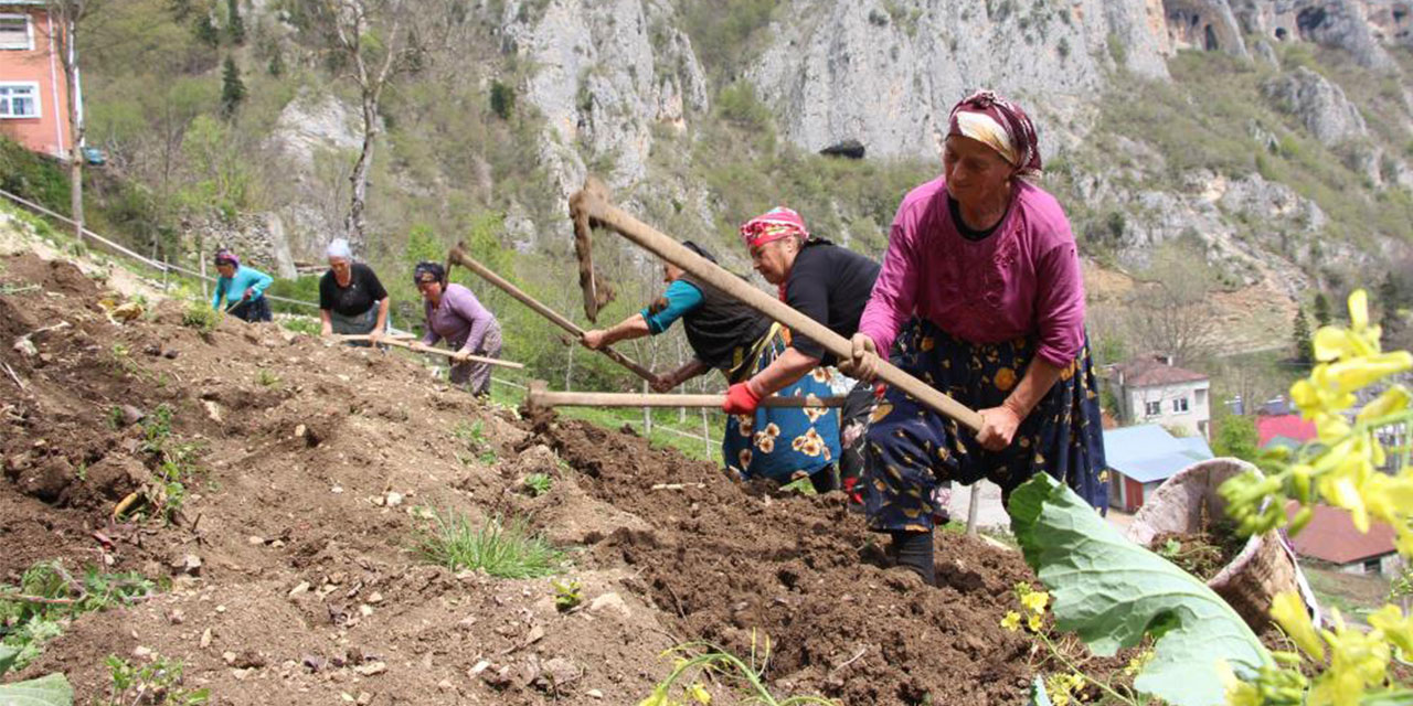 Karadeniz kadınının zorlu mesaisi başladı
