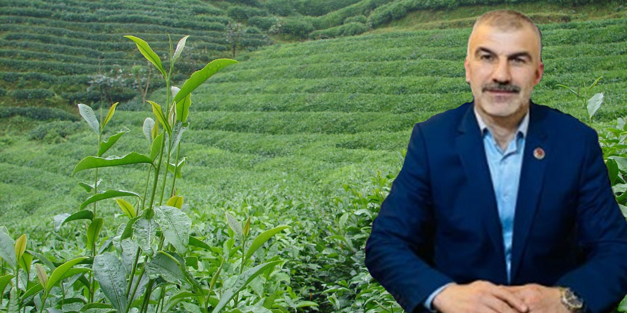 BBP Rize İl Başkanı Özçelik’ten Yaş Çay Fiyatı Çıkışı: "En Az 30 TL Olmalı!"