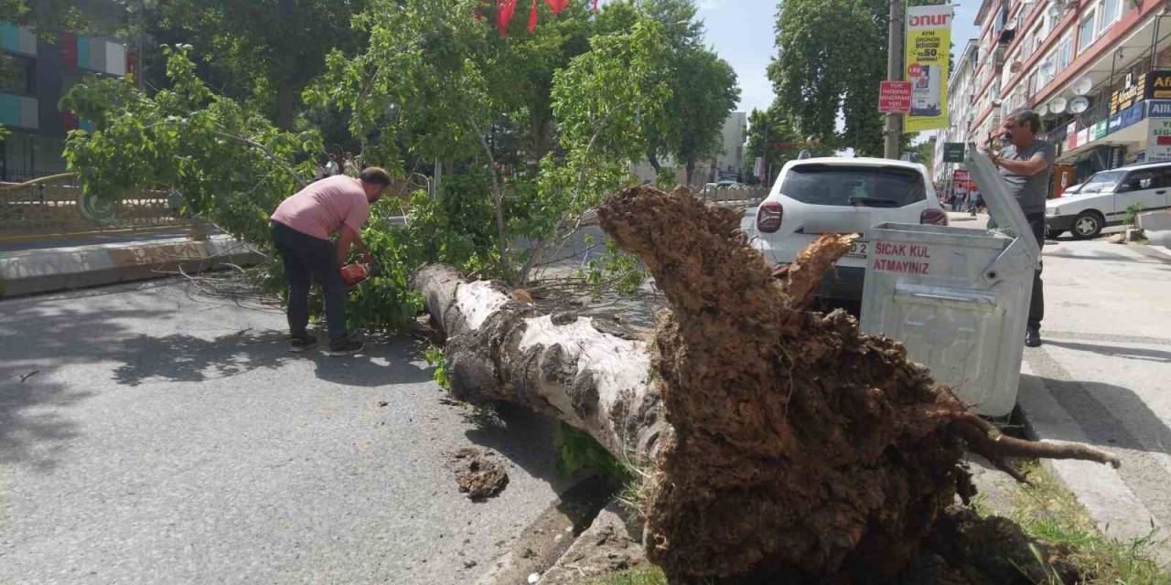 Edirne’de Devrilen Ağaç Yolu Trafiğe Kapattı