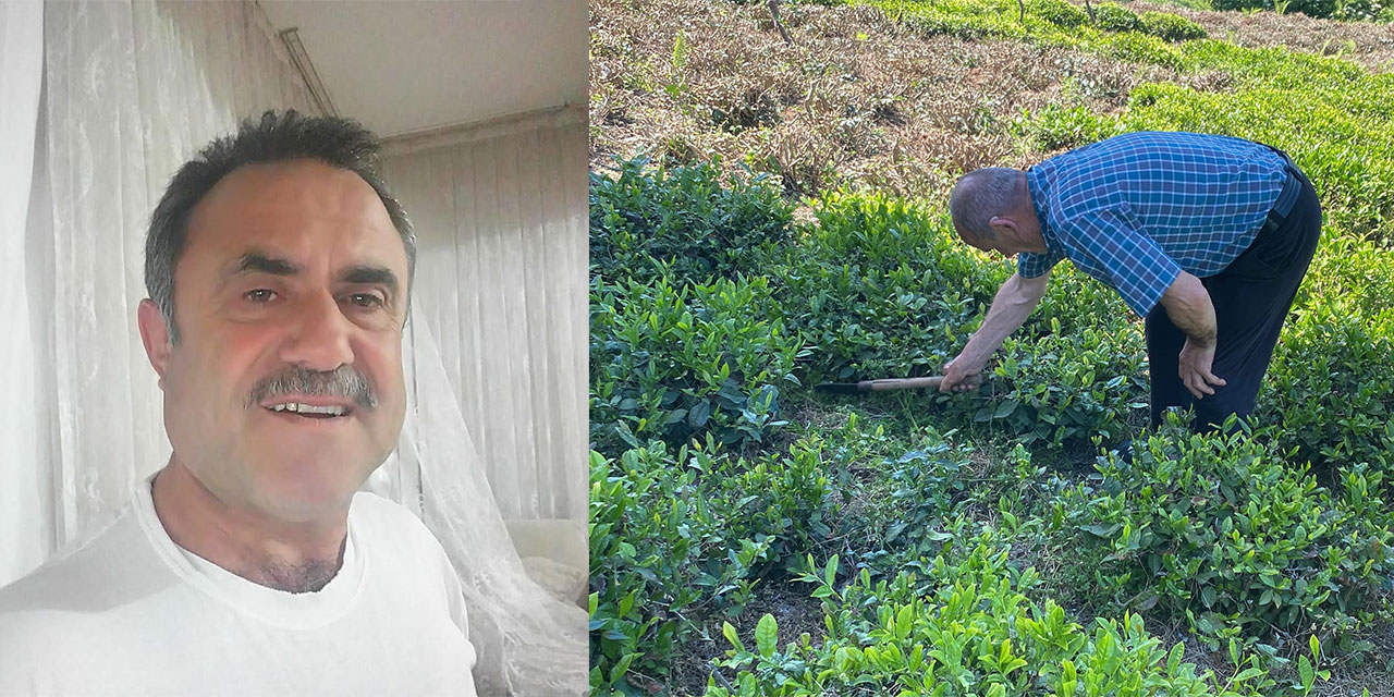 Artvin'de Çaylıkta Yılan Saldırısı: Vatandaş Yoğun Bakımda