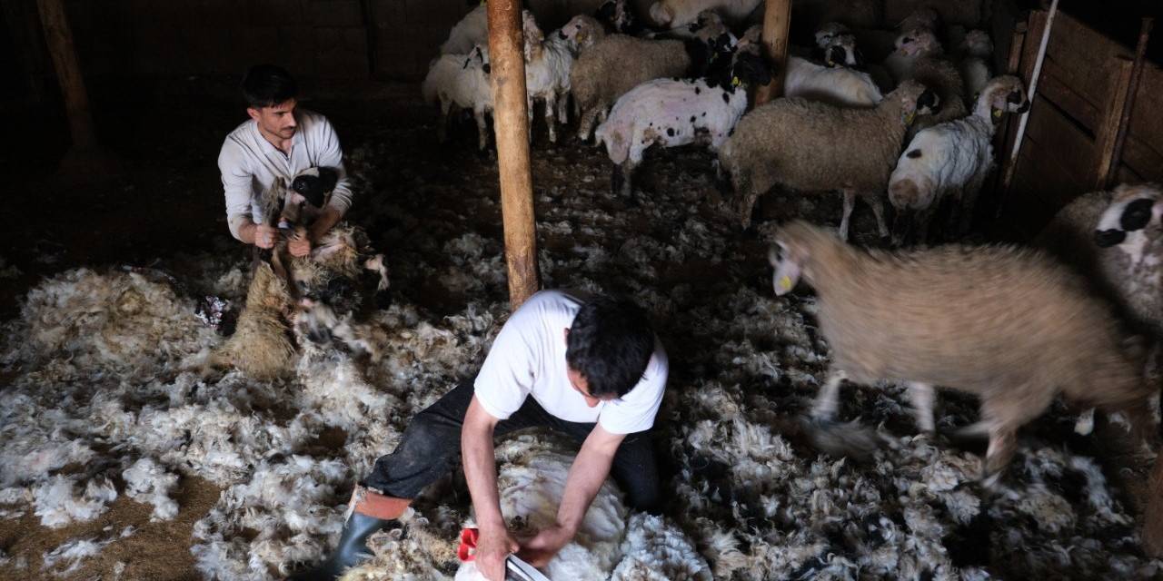 Erzincan’da Kuzu Kırkım Sezonu Başladı