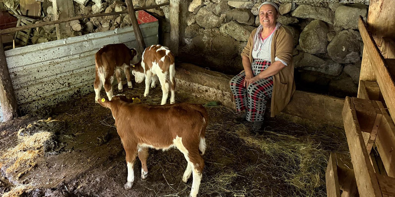 Artvin'de bir inek dördüz doğurdu, aile büyük sevinç yaşadı