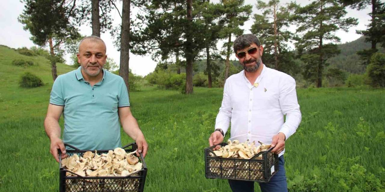 Erzurum’da Vatandaşlara "Zehirli Mantar" Uyarısı