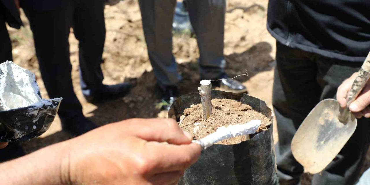 Ceviz Üretiminde Verim Artışı İçin Günyüzü’nde Aşı Çalışması Başlatıldı