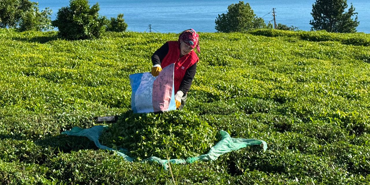 2025 yaş çay sezonu açıldı. Çay üreticileri çay bahçelerine girmeye başladı