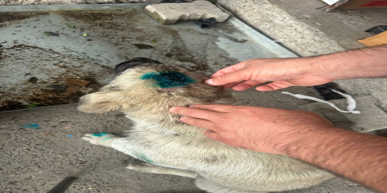 Bu kez insan köpeği ısırdı
