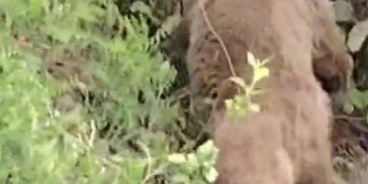 Vatandaşların Ayıyla Gülümseten Sohbeti Kameraya Yansıdı
