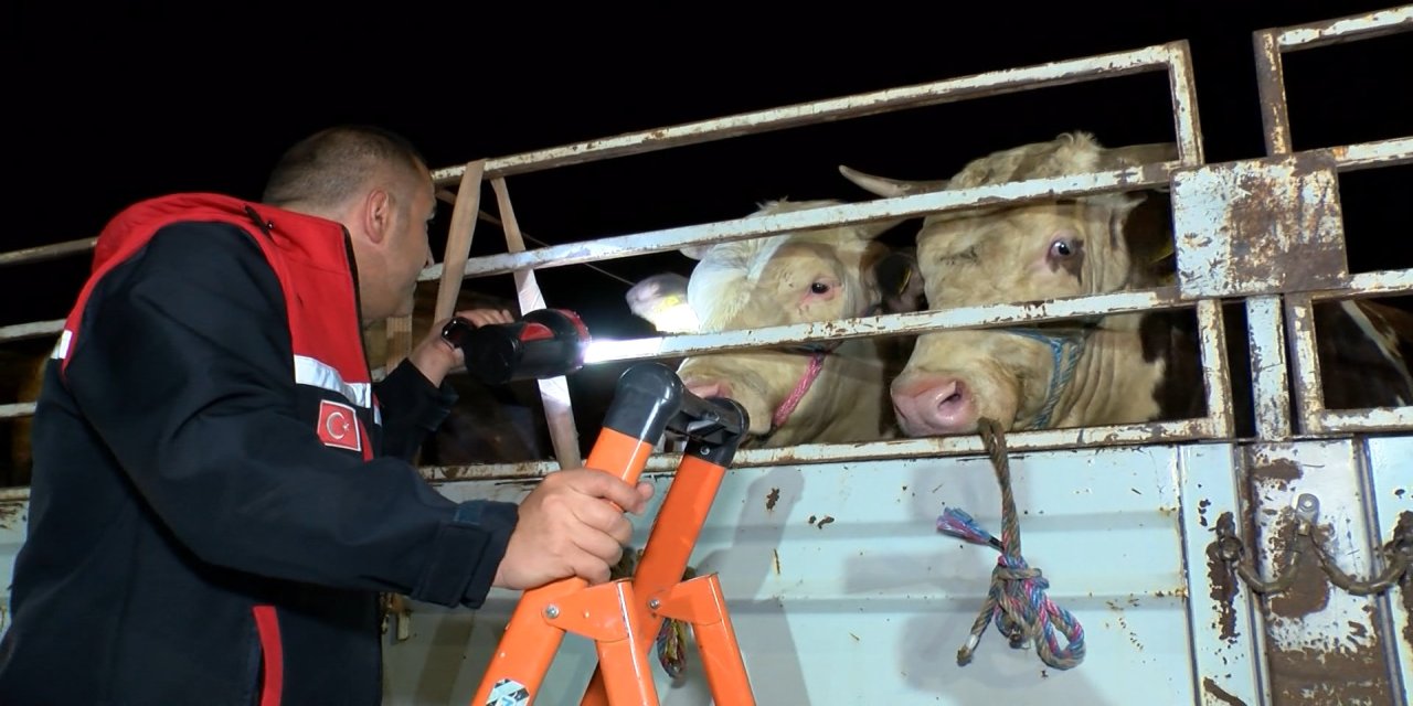 İstanbul'da kurbanlık hayvan girişleri başladı