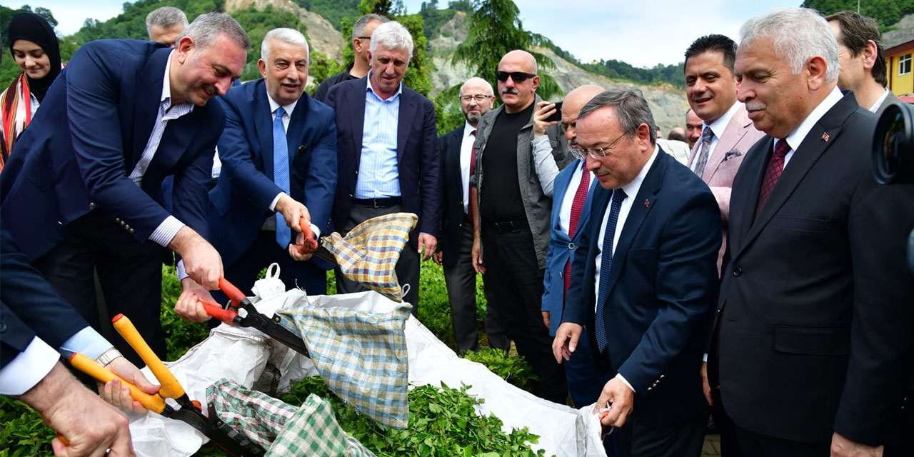 Trabzon'da 2025 yaş çay sezonu kampanyası açıldı