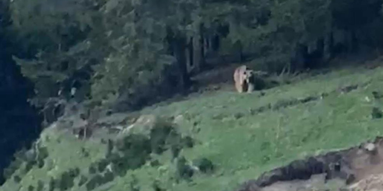 Rize'de muhtardan ayıya güzelleme: "Köyümüzün ayısı, anam, paşam. Gel buraya"
