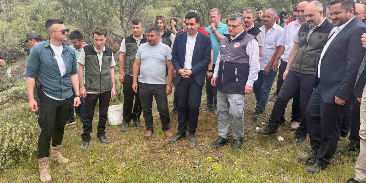 Sinop’ta Delice Zeytinleri Aşılanarak Ekonomiye Kazandırılıyor