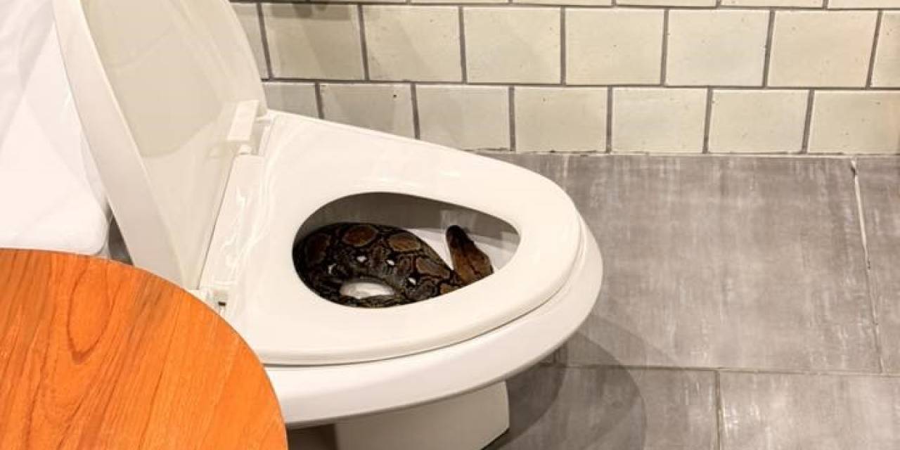 Tayland’da Bir Evin Tuvaletinden Dev Piton Çıktı