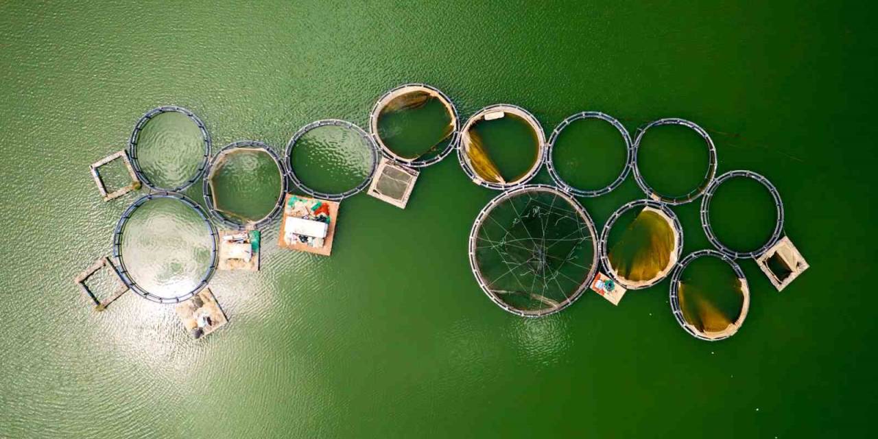 Denizi Olmayan Manisa’dan Dünya Sofralarına Somon İhracatı