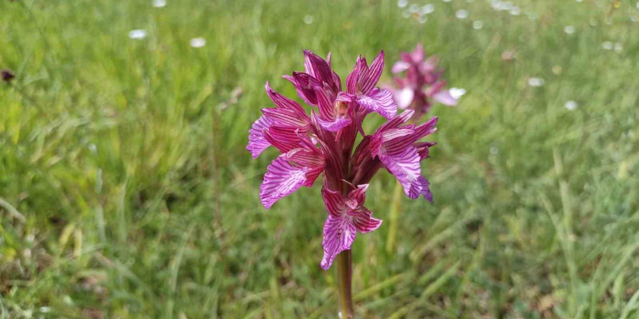 Samsun’da Tabiat Çiçek Açtı