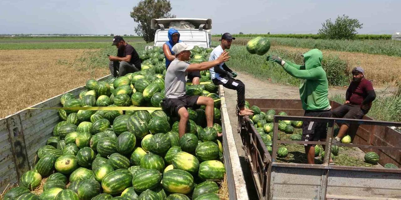 Mersin’de Karpuz Hasadı Başladı
