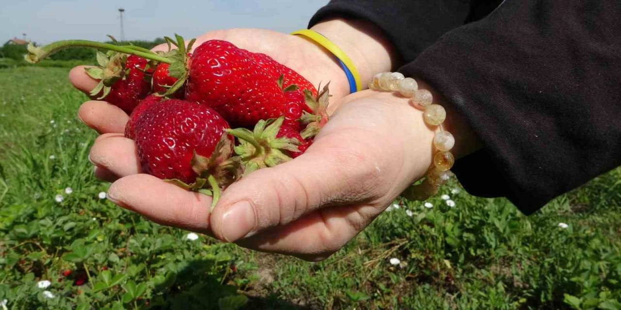Malatya’da Zirai Donun Ardından İlk Hasat Çilekten Geldi