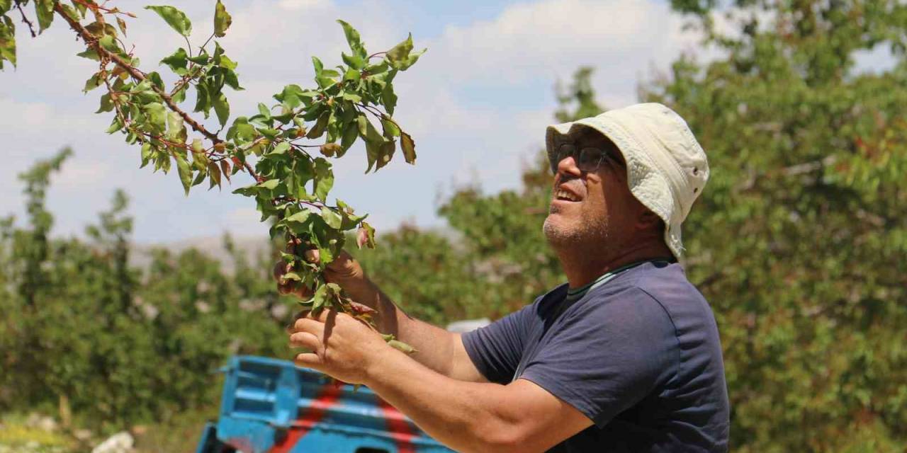 Don Sonrası 15 Bin Ağaç Tek Bir Kayısı Vermedi
