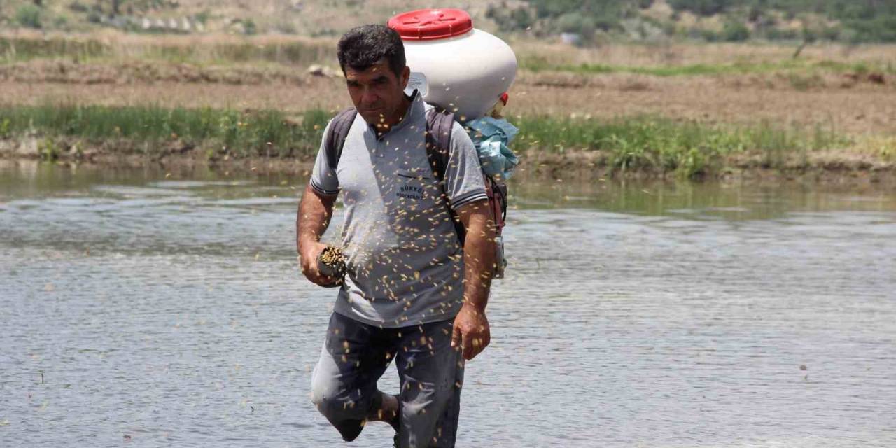 Osmancık Pirincinde Üretim Sezonu Başladı: Tarlalar Çeltikle Buluşturuldu