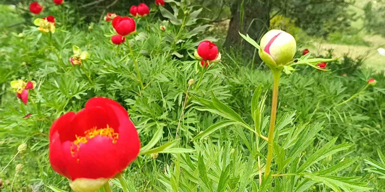 Spil’de Şakayıklar Açtı: Koparmanın Cezası 557 Bin 212 Tl