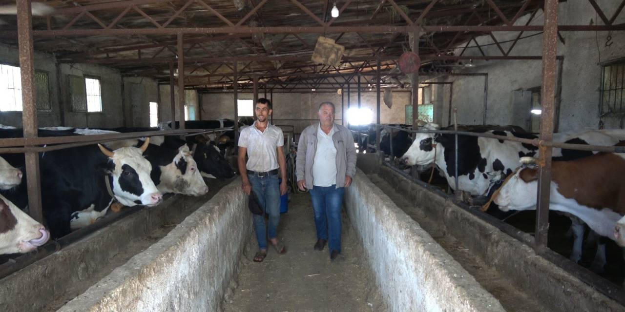 Kurbanlık Alırken Küpe Ve Ağırlık Uyarısı