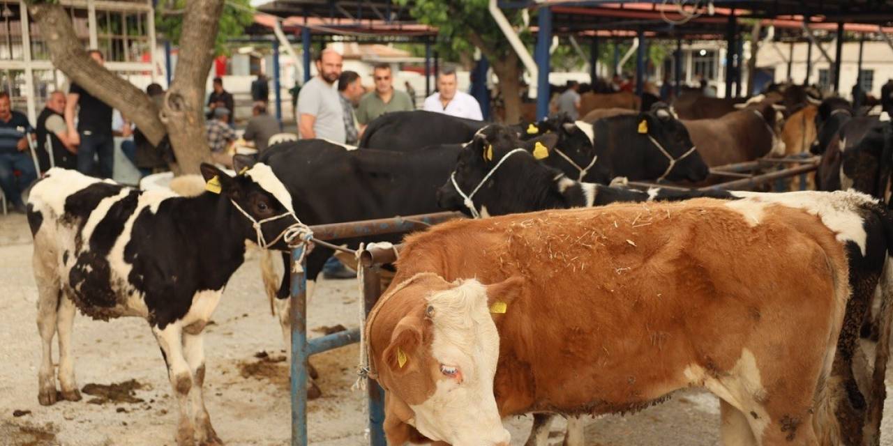 Muğla’da Kurban Kesim Ücretleri Belli Oldu