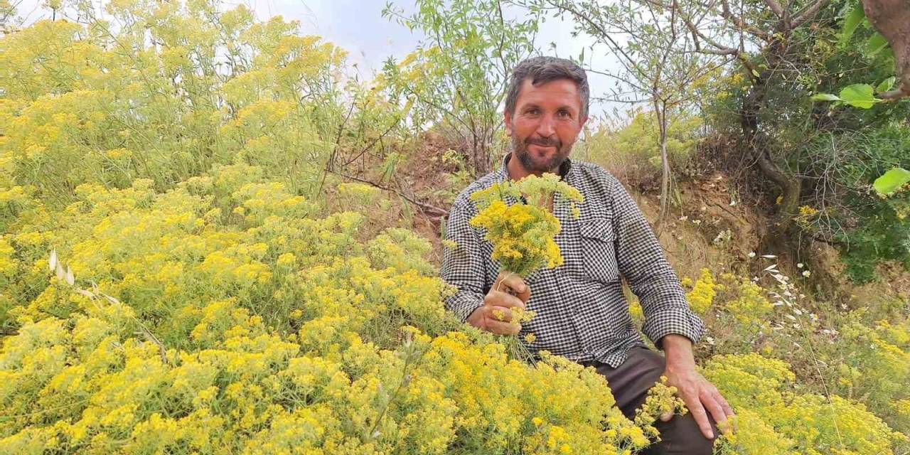 Köy Usulü Kantaron Yağına Yoğun İlgi
