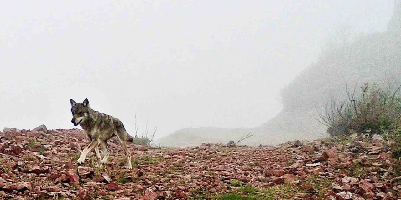 Ağasar’ın Yaban Hayatı Fotokapana Yansıdı