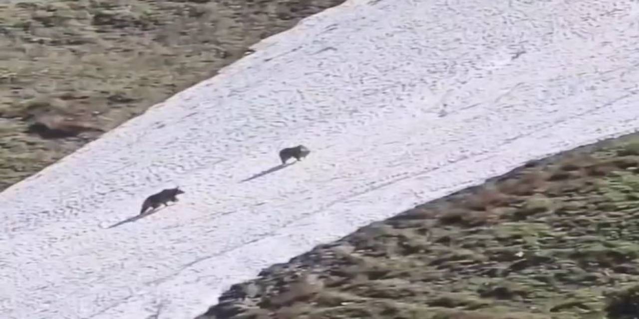 Artvin’de İki Boz Ayının Kar Üzerindeki Eğlencesi Görenleri Gülümsetti