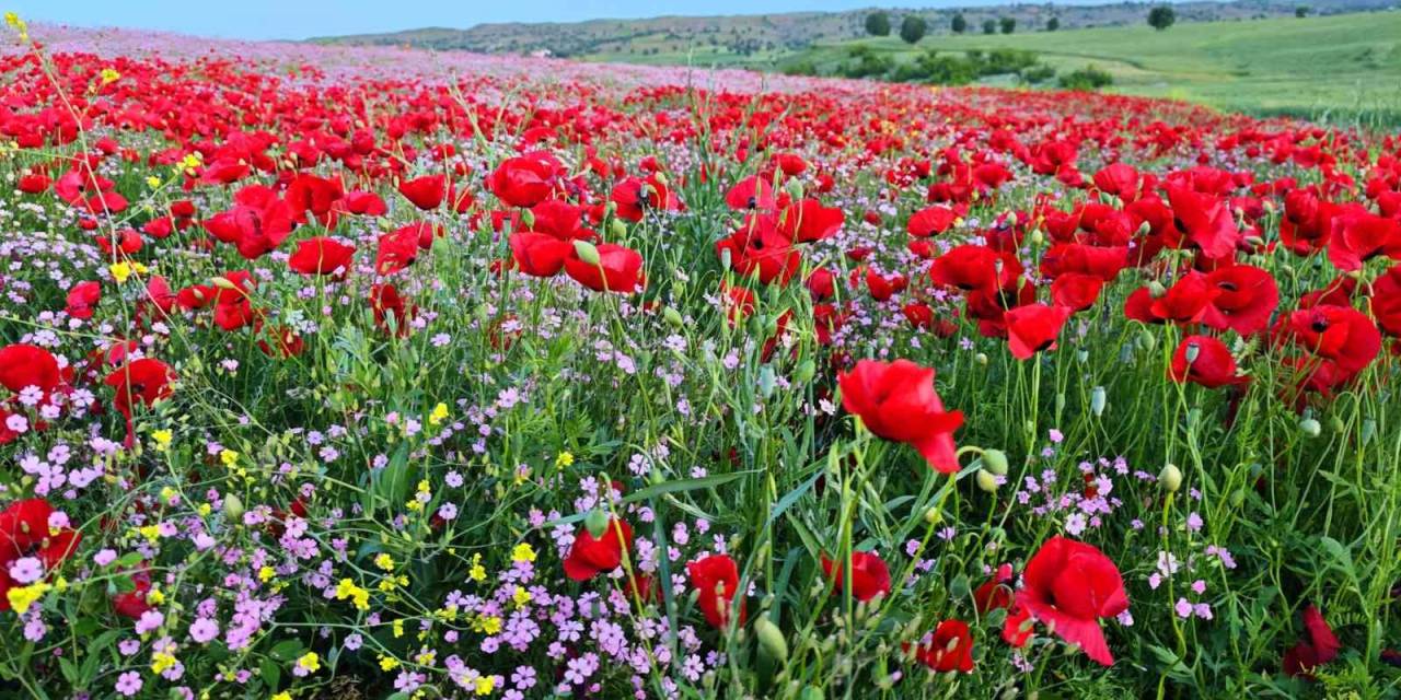 Batman’da Gelincik Ve Papatyalar Cümbüşü Oluşturdu