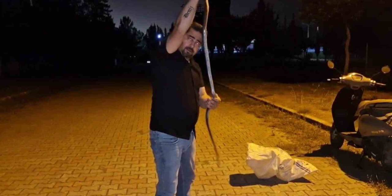 Yılanlara Fısıldayan Adam, Çamaşır Makinesine Giren 1 Buçuk Metrelik Karayılanı Nasihat Vererek Doğaya Bıraktı