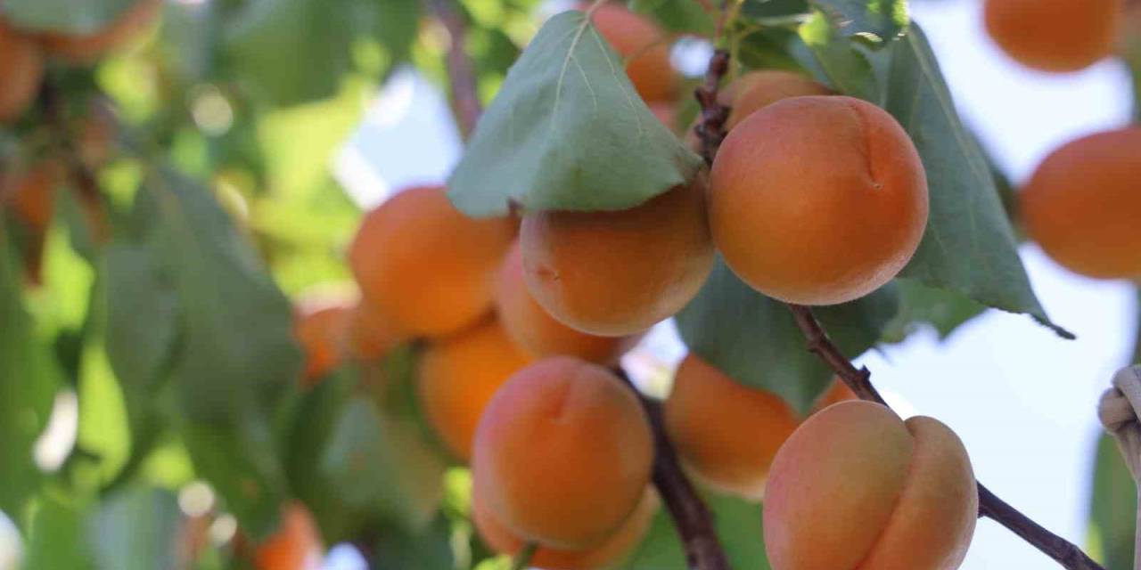 Amik Ovası’nda Bereketli Kayısı Hasadı Başladı