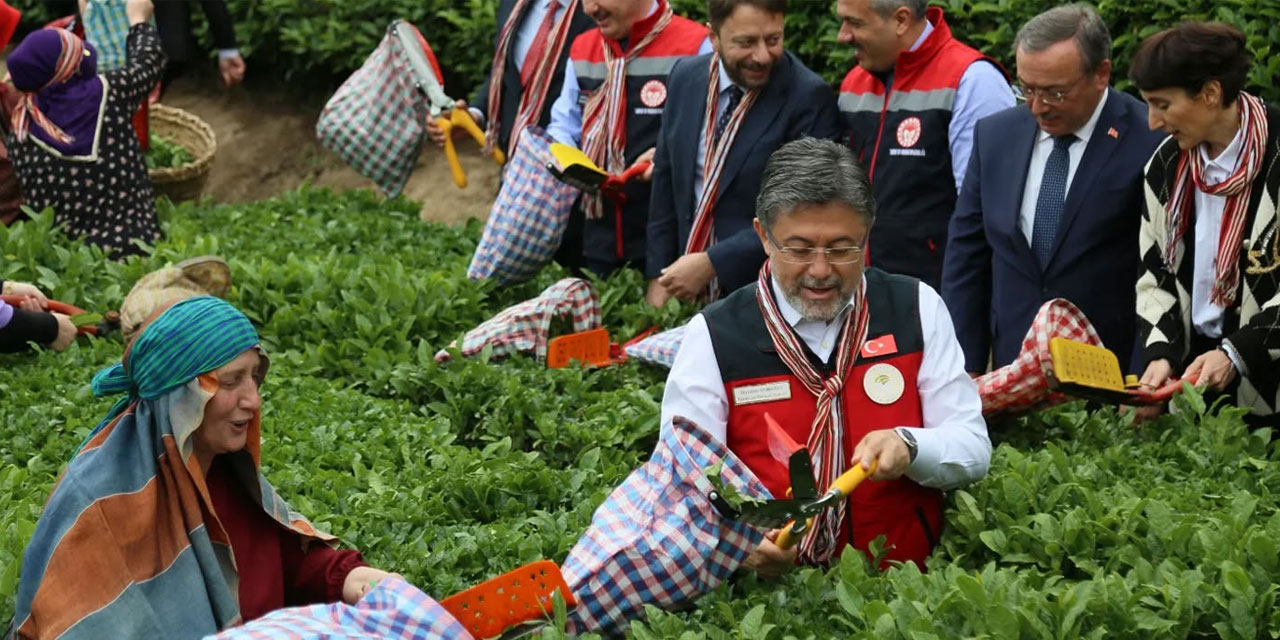 Bakan Yumaklı Rize'de Açıkladı. ÇAYKUR’un Birinci Sürgün Yaş Çay Alım Kotası Belli Oldu