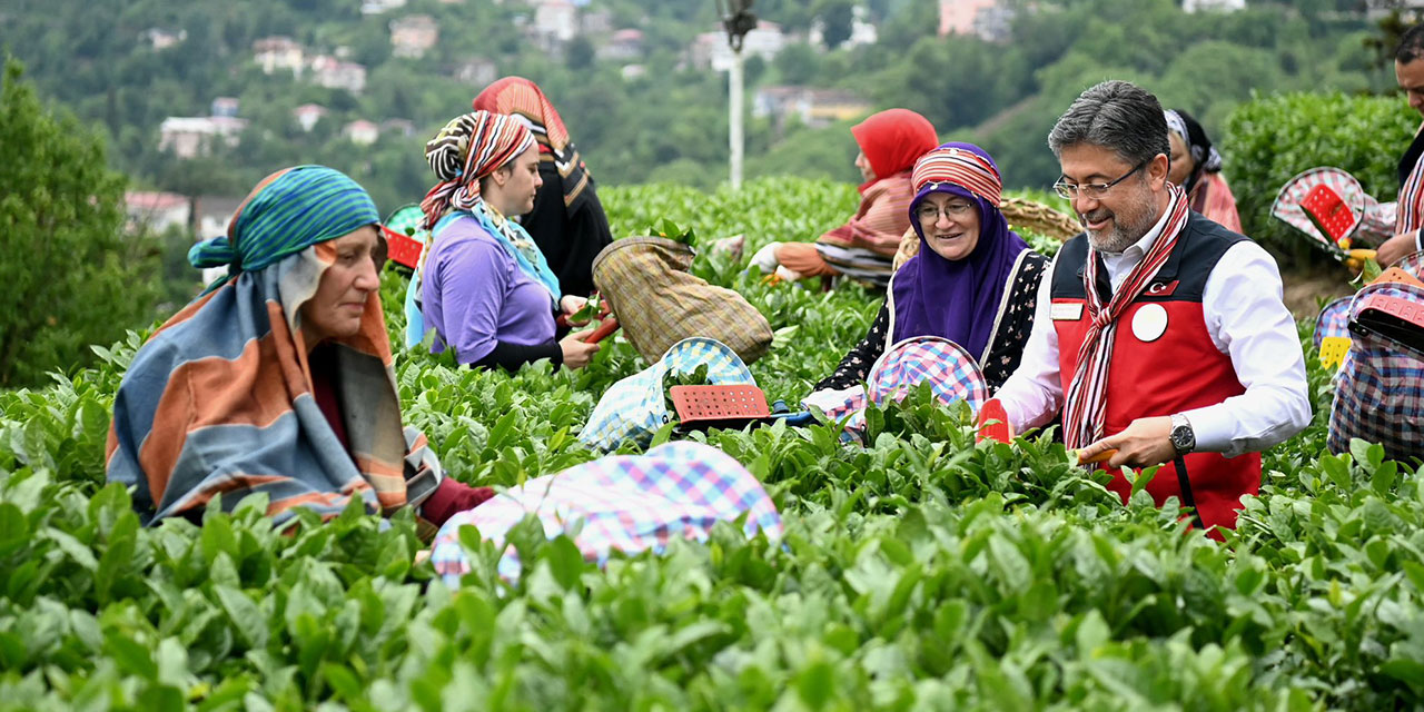 Tarım ve Orman Bakanı Yumaklı, Rize'de çay hasadına katıldı
