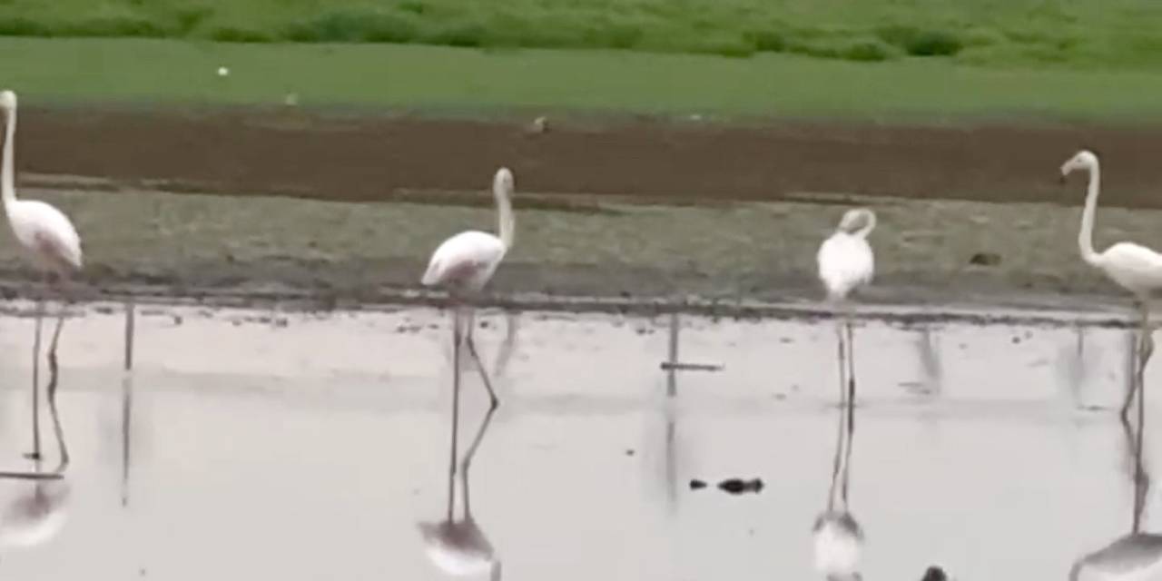 280 Türden Fazla Kuşa Ev Sahipliği Yapan Diyarbakır’da Uzun Yıllar Sonra Flamingo Görüldü
