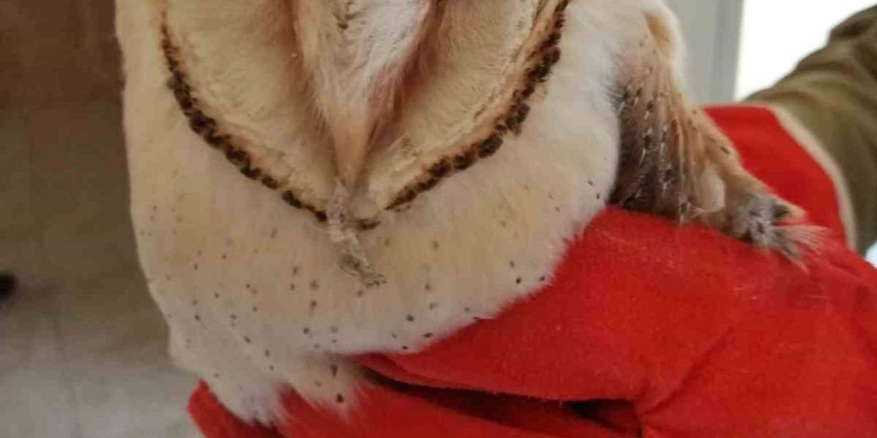 Şanlıurfa’da Bitkin Halde Bulunan Peçeli Baykuş Tedavisinin Ardından Doğaya Salındı