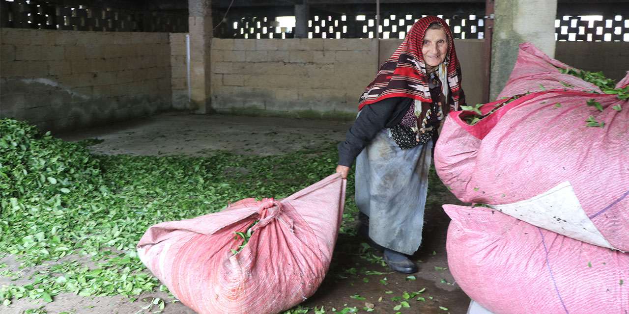 Rize'deki çay bahçelerinde ilk sürgün hasadı yoğunluğu
