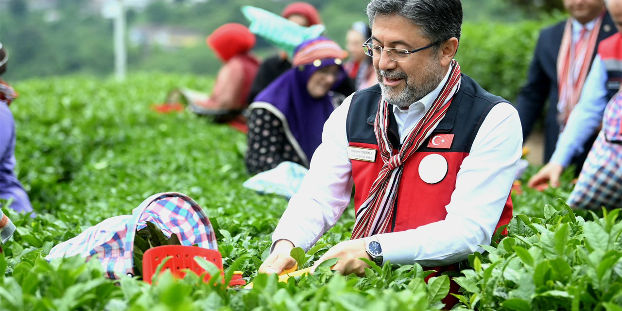 Yaş Çay Üreticisi, Hububat Zammının Gölgesinde Kaldı: "Öksüz Bırakıldık" Feryadı
