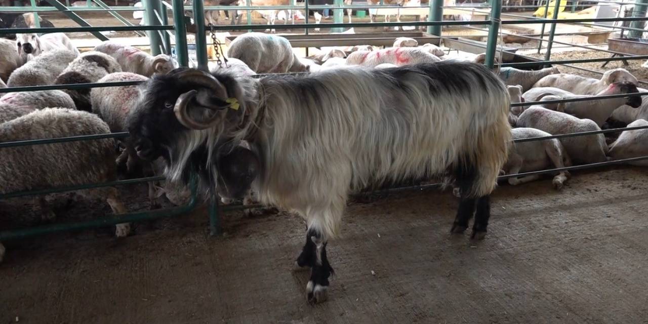 ’kocaoğlan’ Hayvan Pazarının Gözdesi Oldu