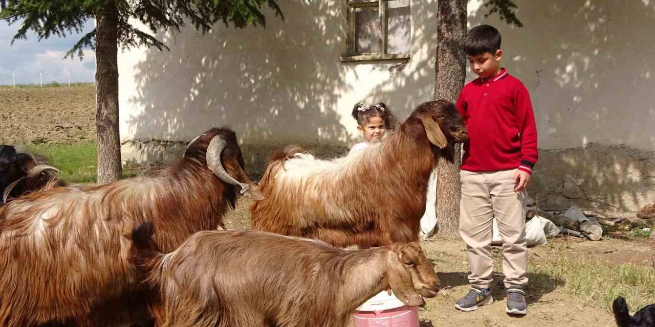 Boş Vakitlerinde Çobanlık Yapan 11 Yaşındaki Emir Ali Dişlioğlu, Bursluluk Sınavından 500 Tam Puan Aldı