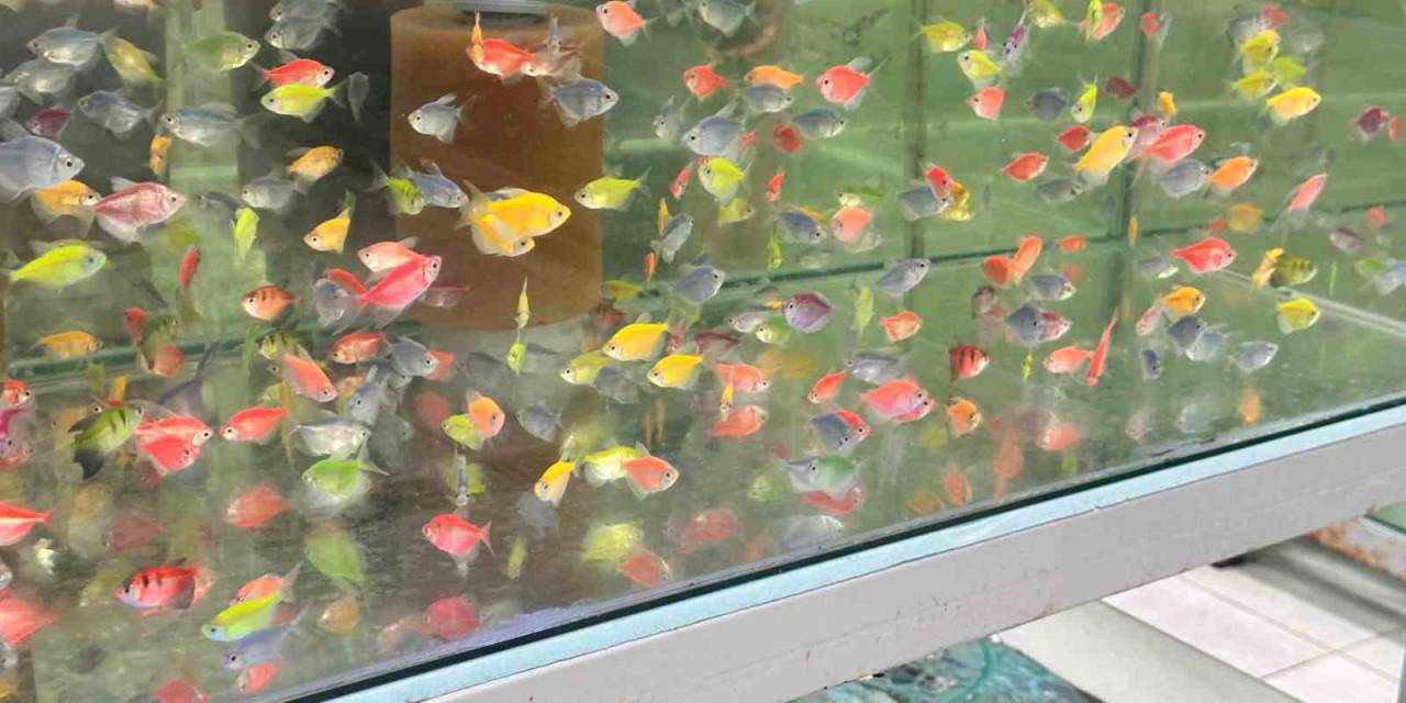 Akvaryum Merakı Artıyor, Bilinçsiz Kurulum Balıkları Tehdit Ediyor