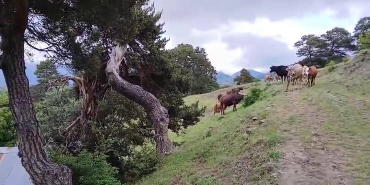 Yıldırım Çarpan Ağaç Yıkılıp Ağılın Üzerine Düştü, Hayvanlar Telef Olmaktan Son Anda Kurtuldu