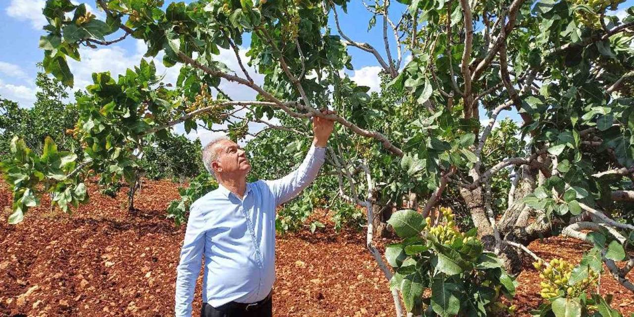 Antep Fıstığı Rekoltesinde Yüzde 50 Düşüş Bekleniyor
