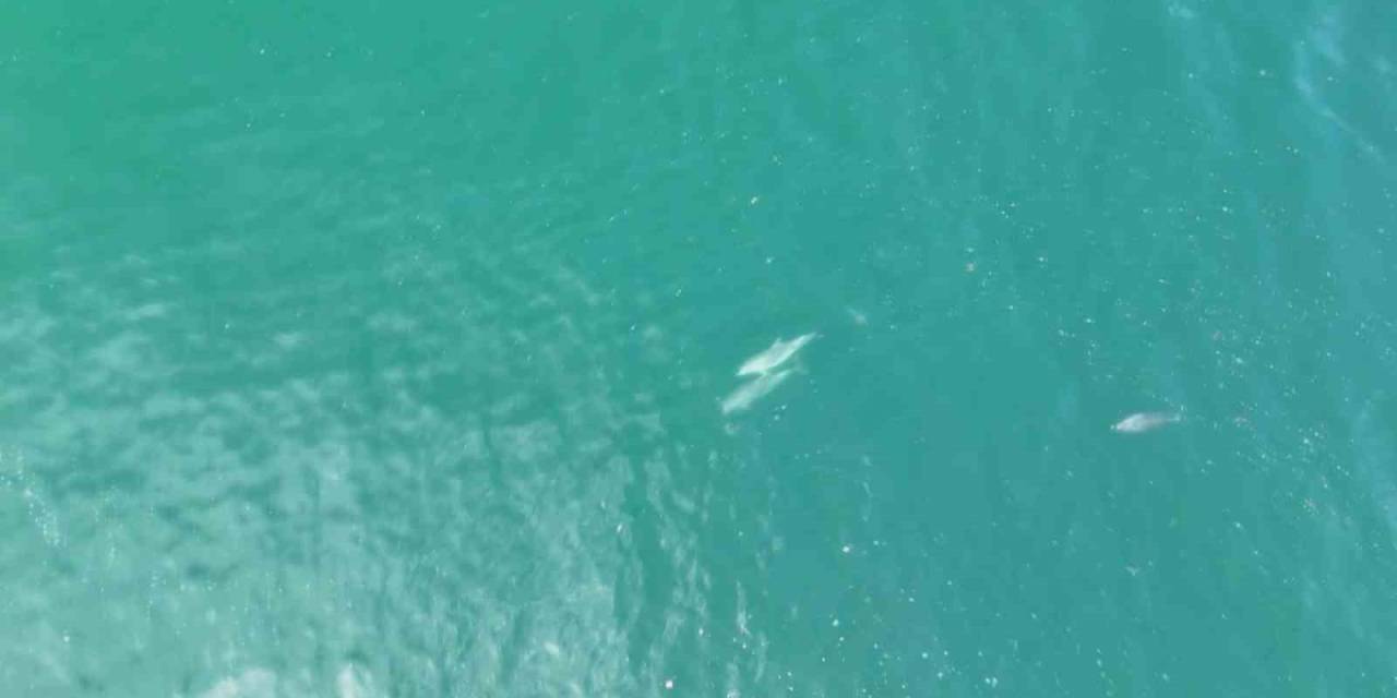 İstanbul’da Yunuslar Havadan Görüntülendi