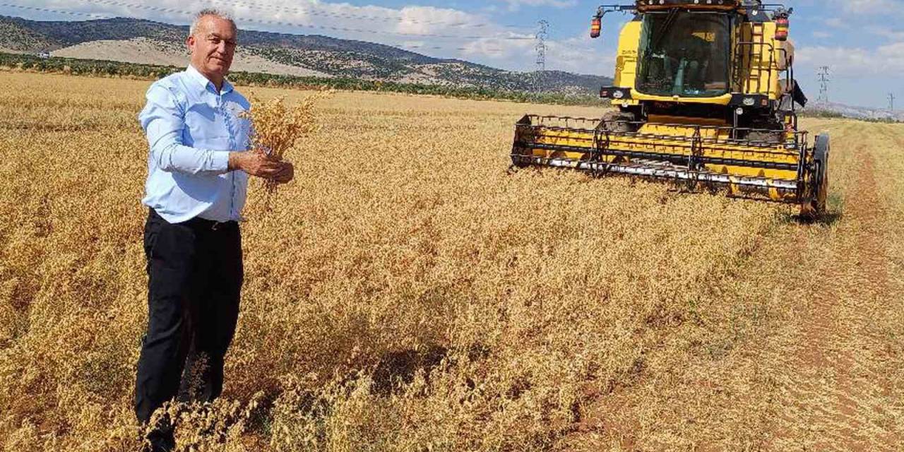 Araban Ovası’nda 2025 Yılı Nohut Hasadı Başladı