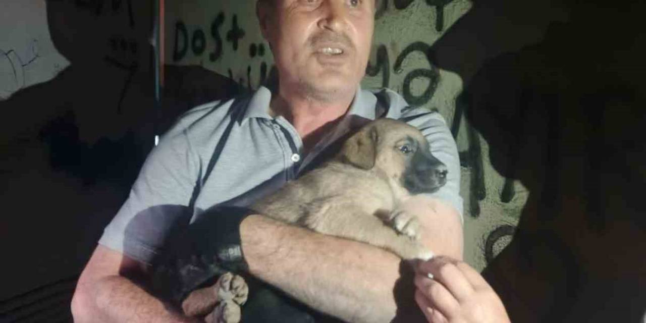 Oedaş Trafoda Mahsur Kalan Yavru Köpeğe Duyarsız Kalmadı